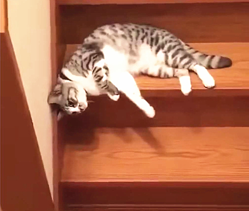 液体猫爬楼梯,液体猫下楼梯原视频