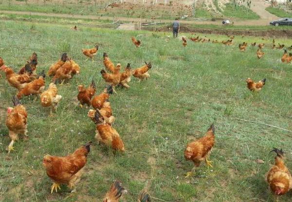 养的鸡白天精神正常，晚上睡觉就出现死亡？这种情况你有遇到吗？