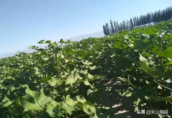 棉花打顶后肥怎么施,棉花打顶后的管理