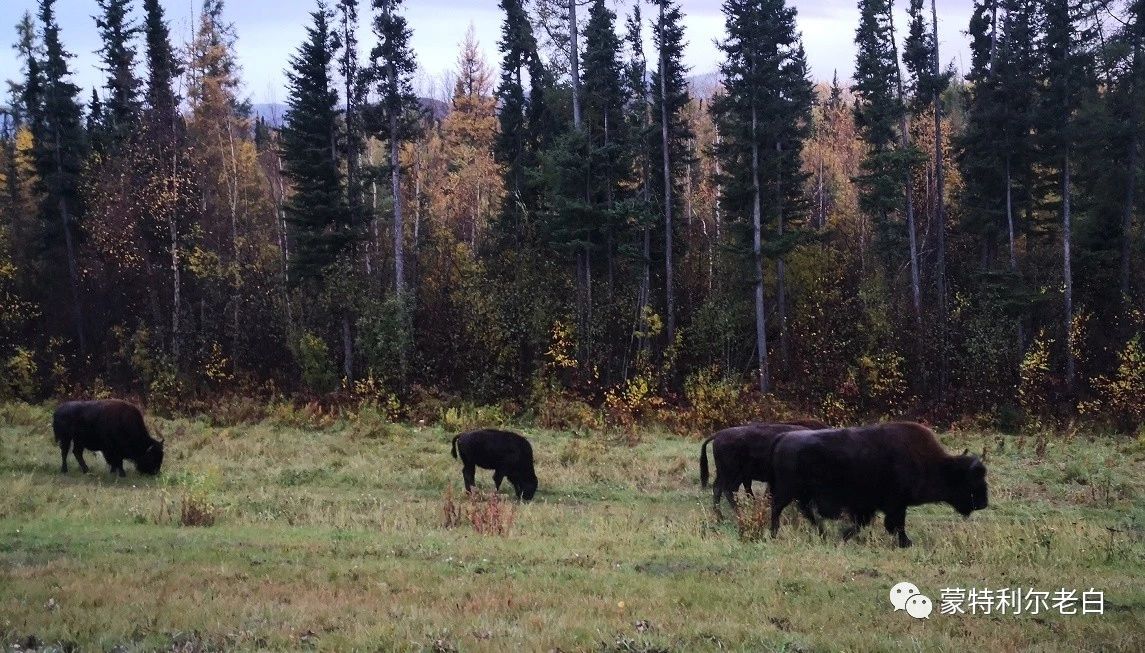 跟着老白行走加拿大，育空Watson Lake、BC省Northern Rockies
