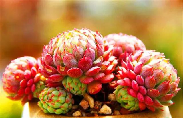 多肉小绿植怎么养,多肉植物小精灵怎么养