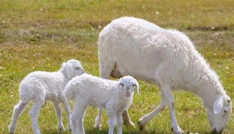 羔羊脐疝治疗,羊羔肚脐发炎怎么治疗