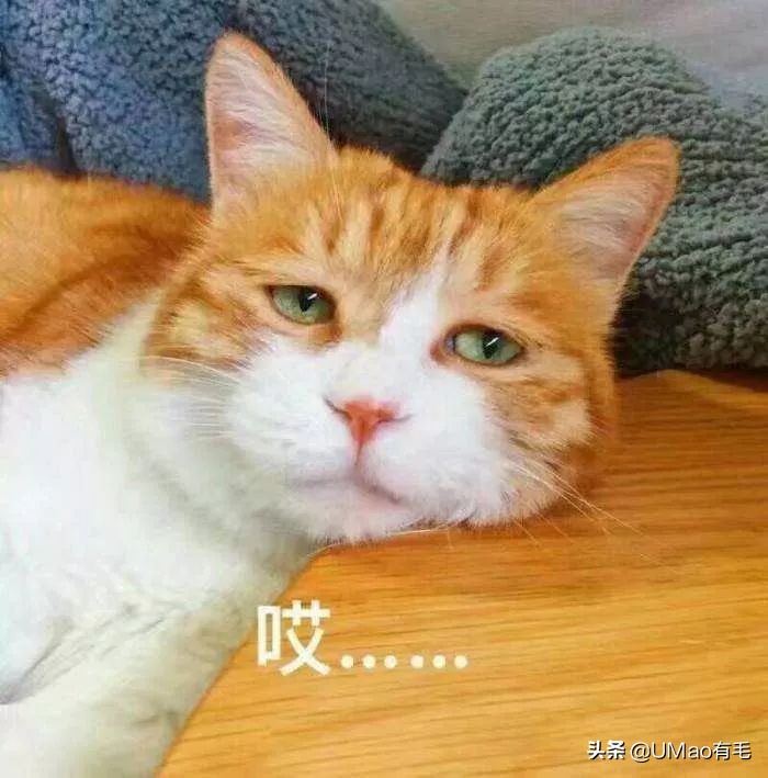 每只猫的名字都能叫出来,一只小公猫的名字