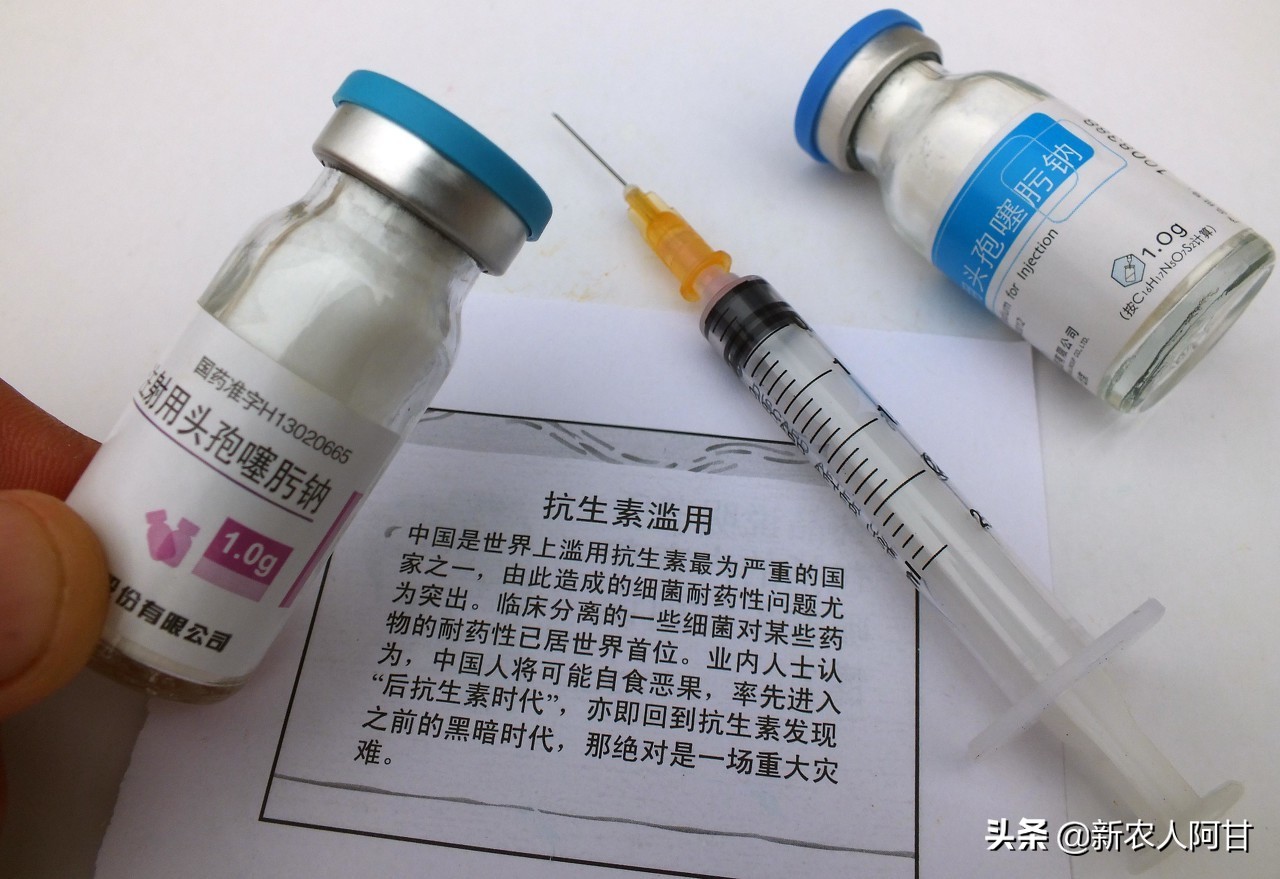 养猪技术猪脱肛怎么治,猪脱肛是什么原因引起的