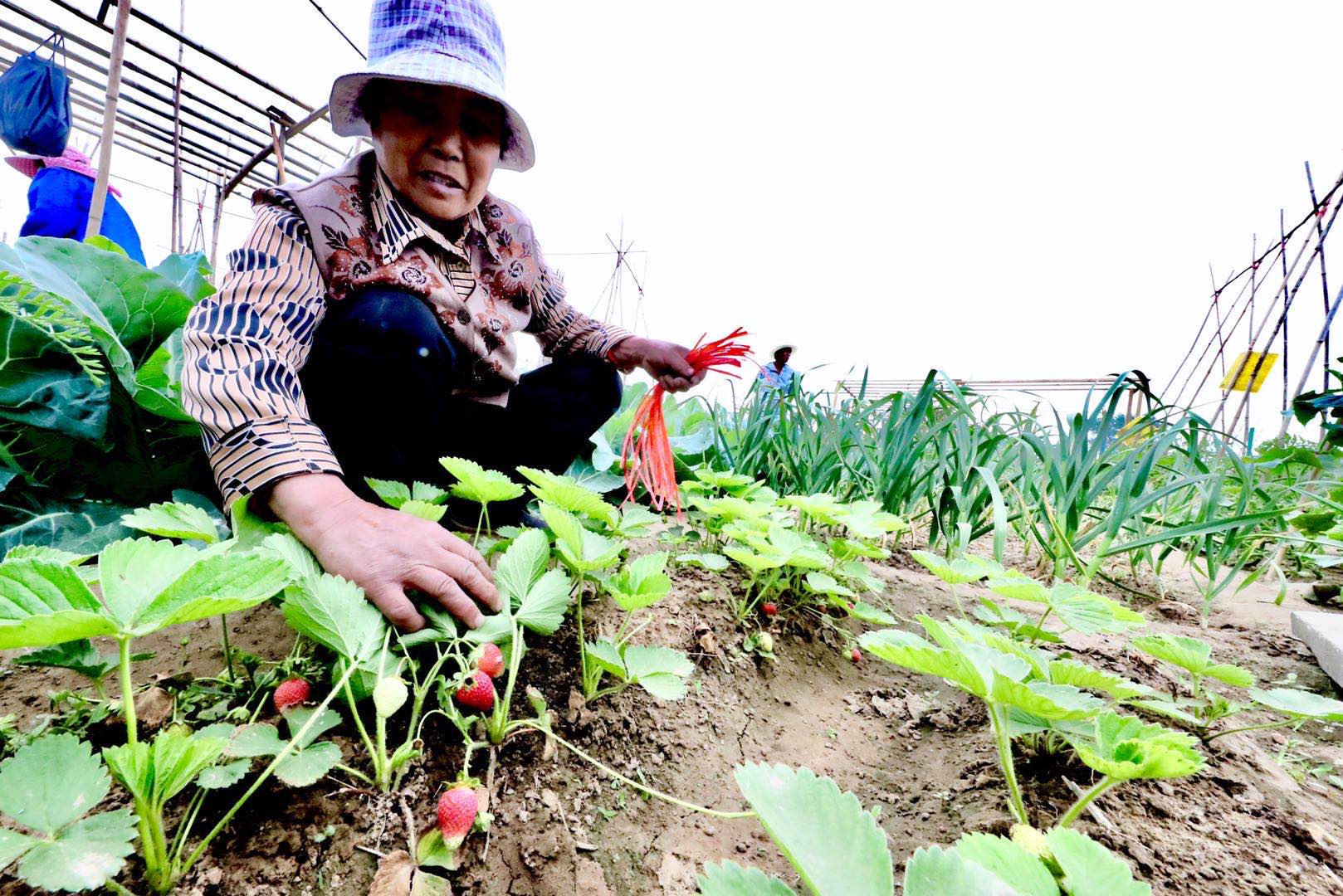 独家光影｜卢沟桥农场：打造永定河畔的观光休闲农业