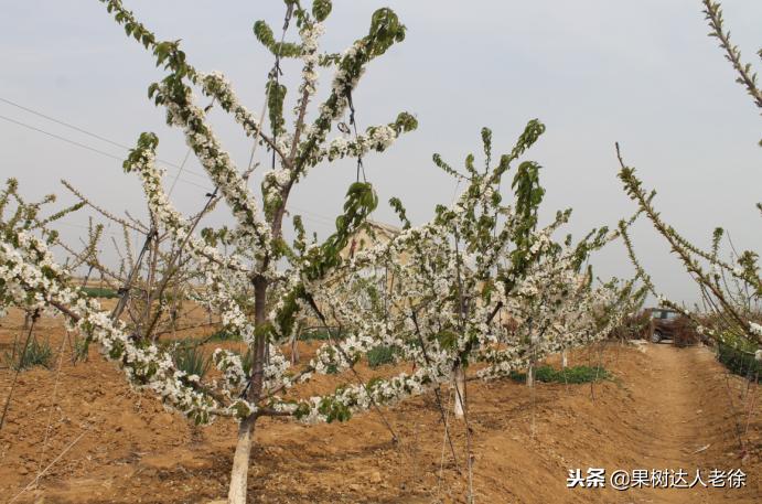 樱桃好吃树难栽下一句谚语是什么,樱桃好吃树难栽后一句是啥