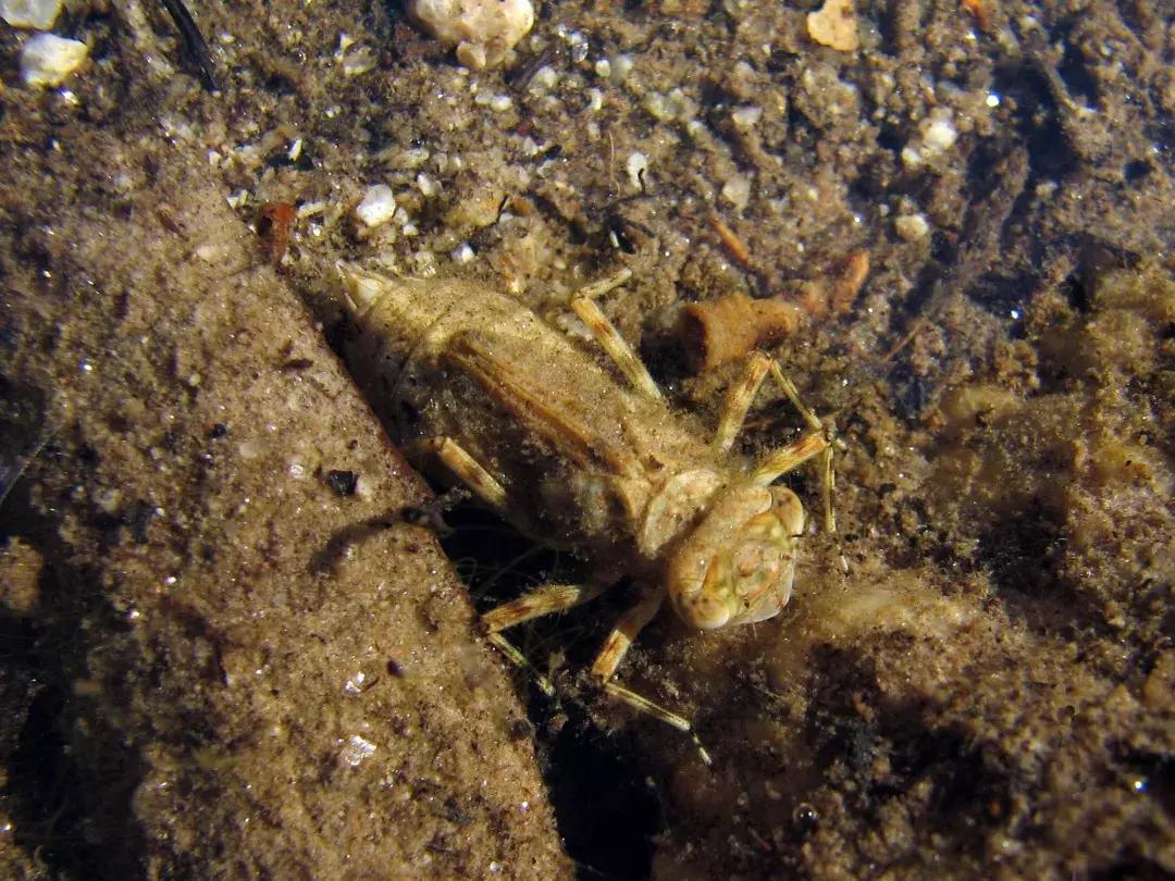 蜻蜓怕什么怎么赶走它,蜻蜓捕捉蚊子的过程