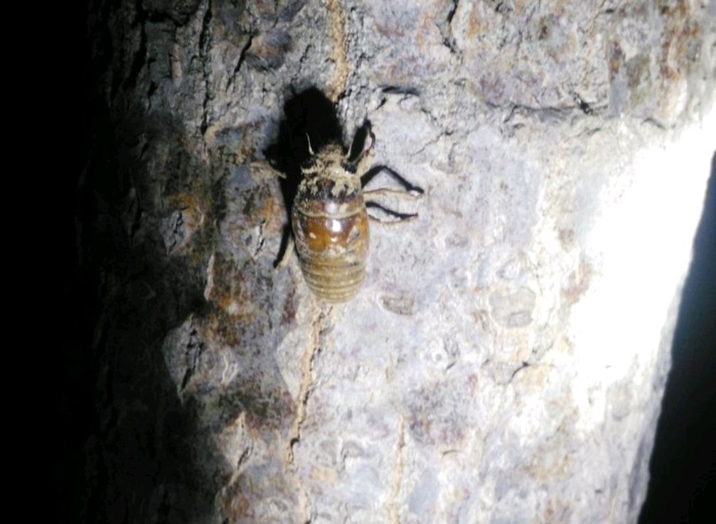 芜湖一男子鱼没钓到，却逮了一盆金蝉，网友：这玩意，吃不起