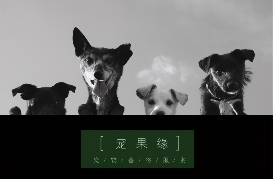 宠物死亡后怎么调节心理,宠物离世安抚措施有哪些