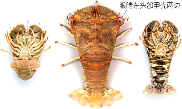 硬壳罗氏虾和软壳罗氏虾的区别,罗氏虾鳌虾甜虾有什么不同