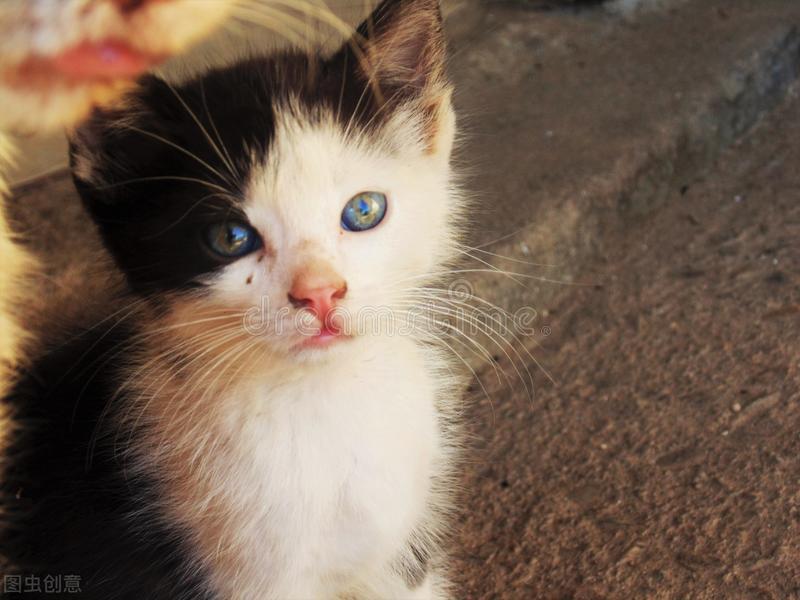 猫咪眼睛流褐色分泌物用什么药,猫咪眼睛红肿流泪眼睛有分泌物