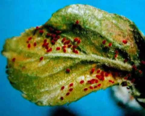 樱桃的常见病虫害及防治方法,樱桃虫害最佳防治方法