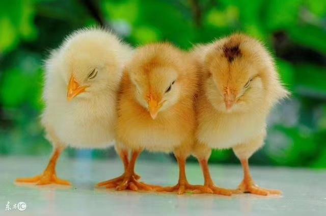 脱温鸡回家怎么预防,脱温鸡扎堆的解决办法