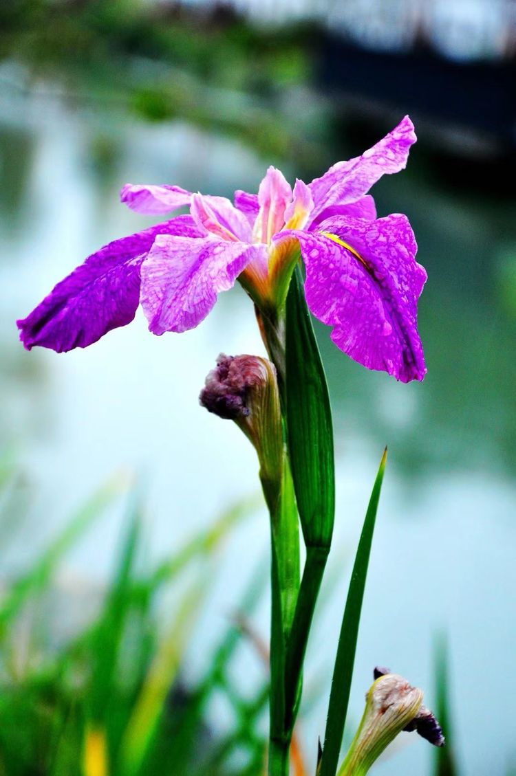 深秋的私语,美文美图经典欣赏