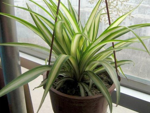 金心吊兰的养殖方法和注意事项,金心吊兰叶子根部腐烂怎么办