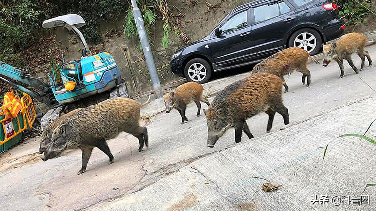 目前国内野猪泛滥的情况怎么样了,野猪泛滥成灾真的有必要保护吗