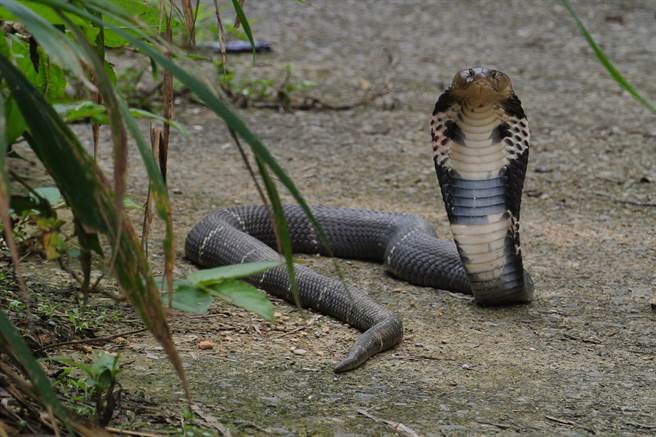 查获眼镜蛇,广东查获900斤眼镜蛇