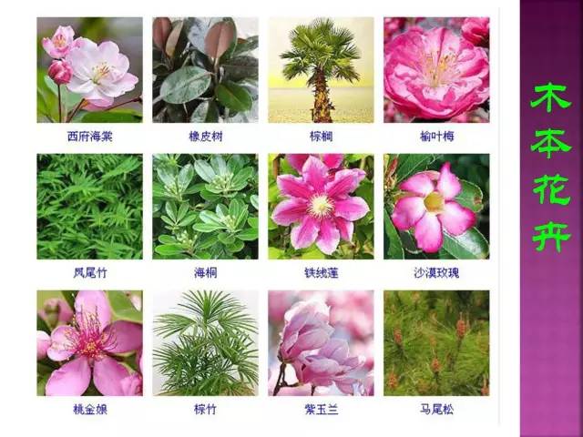 花卉大全500种观叶植物名称,1332种常见花卉植物图谱