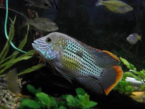 这四种嘴巴很贱的观赏鱼,优点就是很容易繁殖到爆缸!