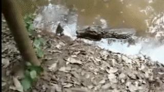 亚马逊河里面的最厉害的电鳗,为什么电鳗没能称霸亚马逊河