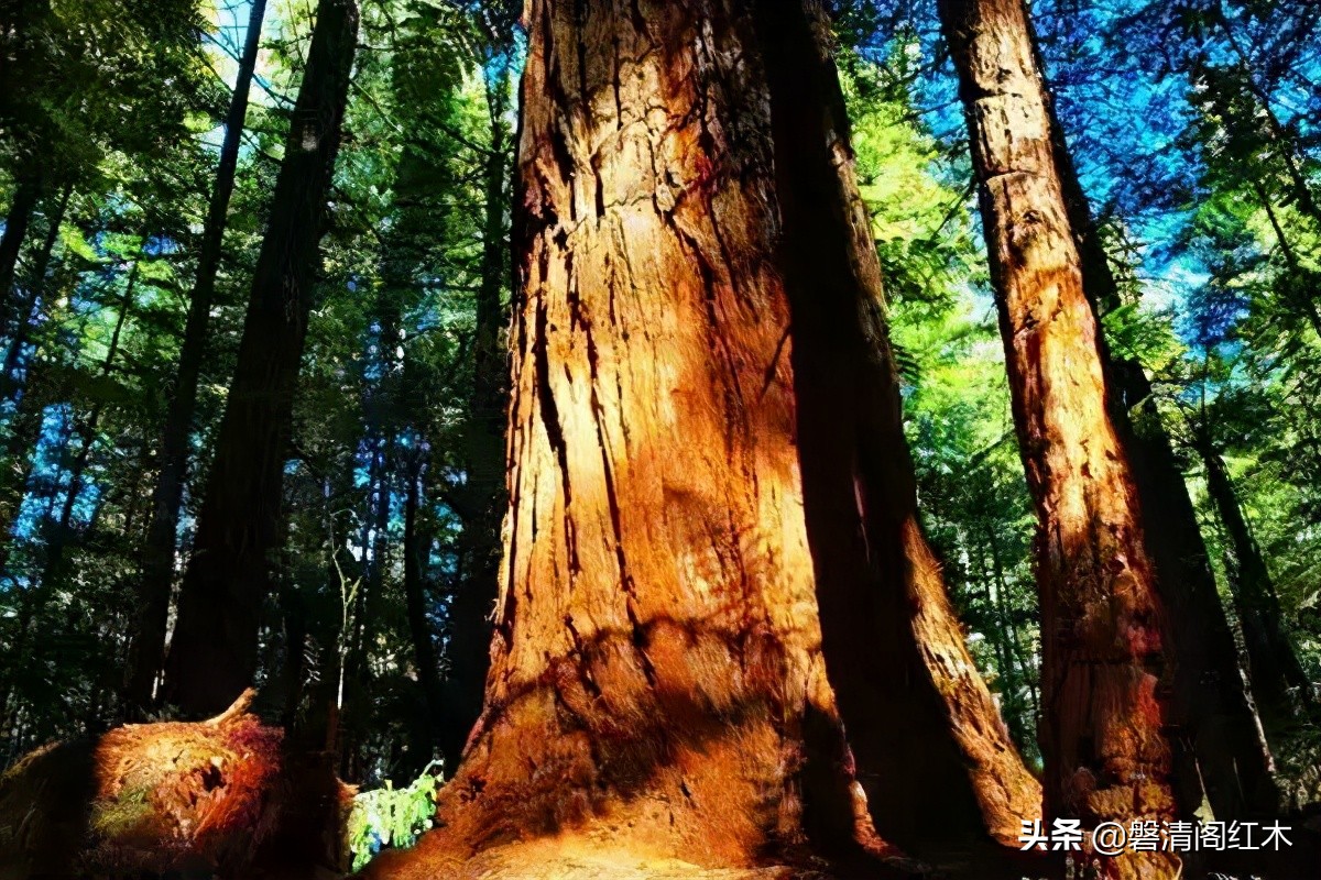 缅甸花梨木家具能升值吗,缅甸花梨木家具什么颜色纯正