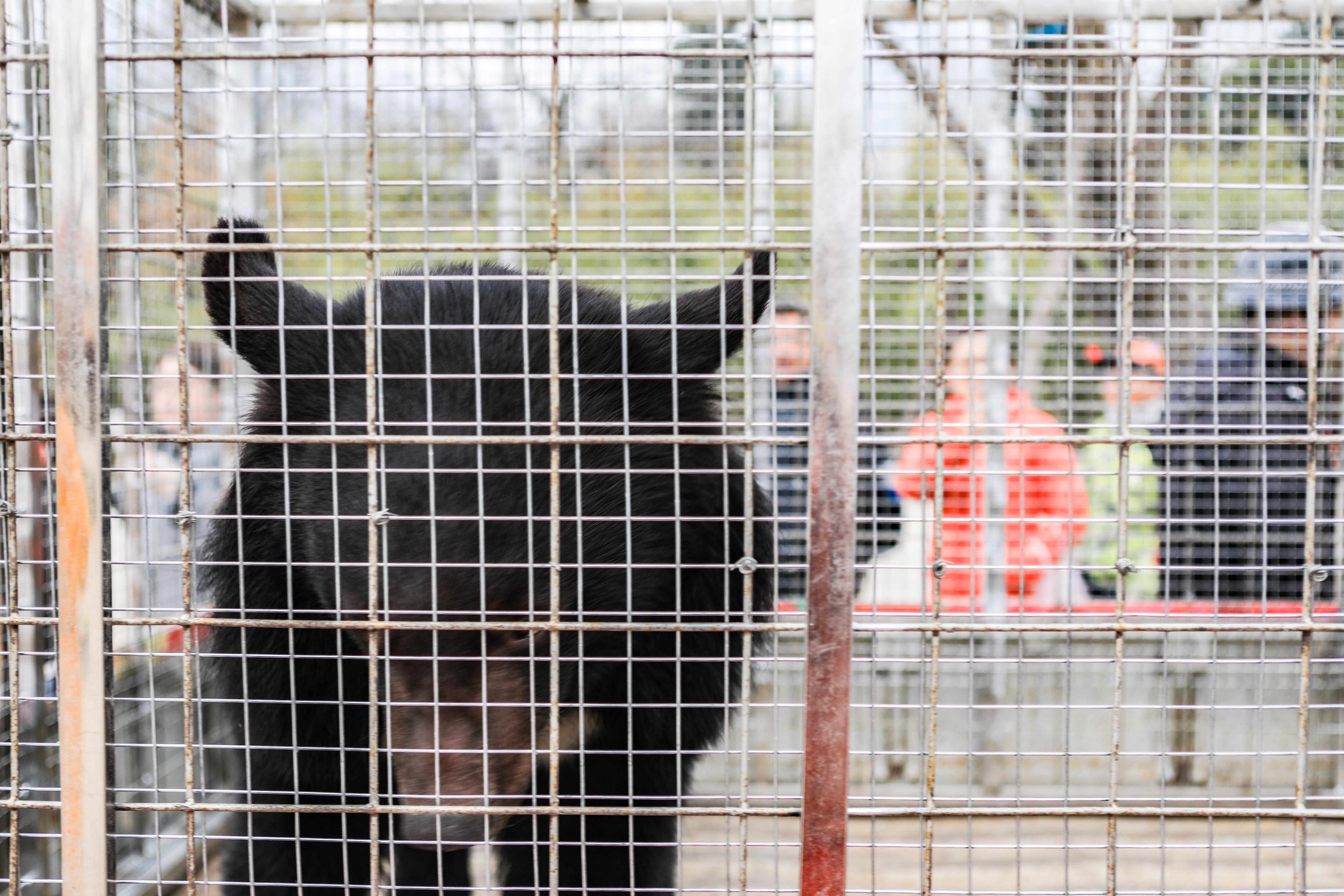 这是西北首个野生动物园，实测喂老虎是一种怎样感受！刺激