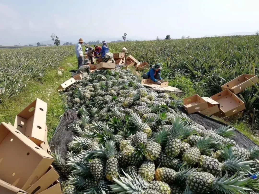 金三角直播领头羊：枪口顶额头面不改色，150个东南亚卖家追随