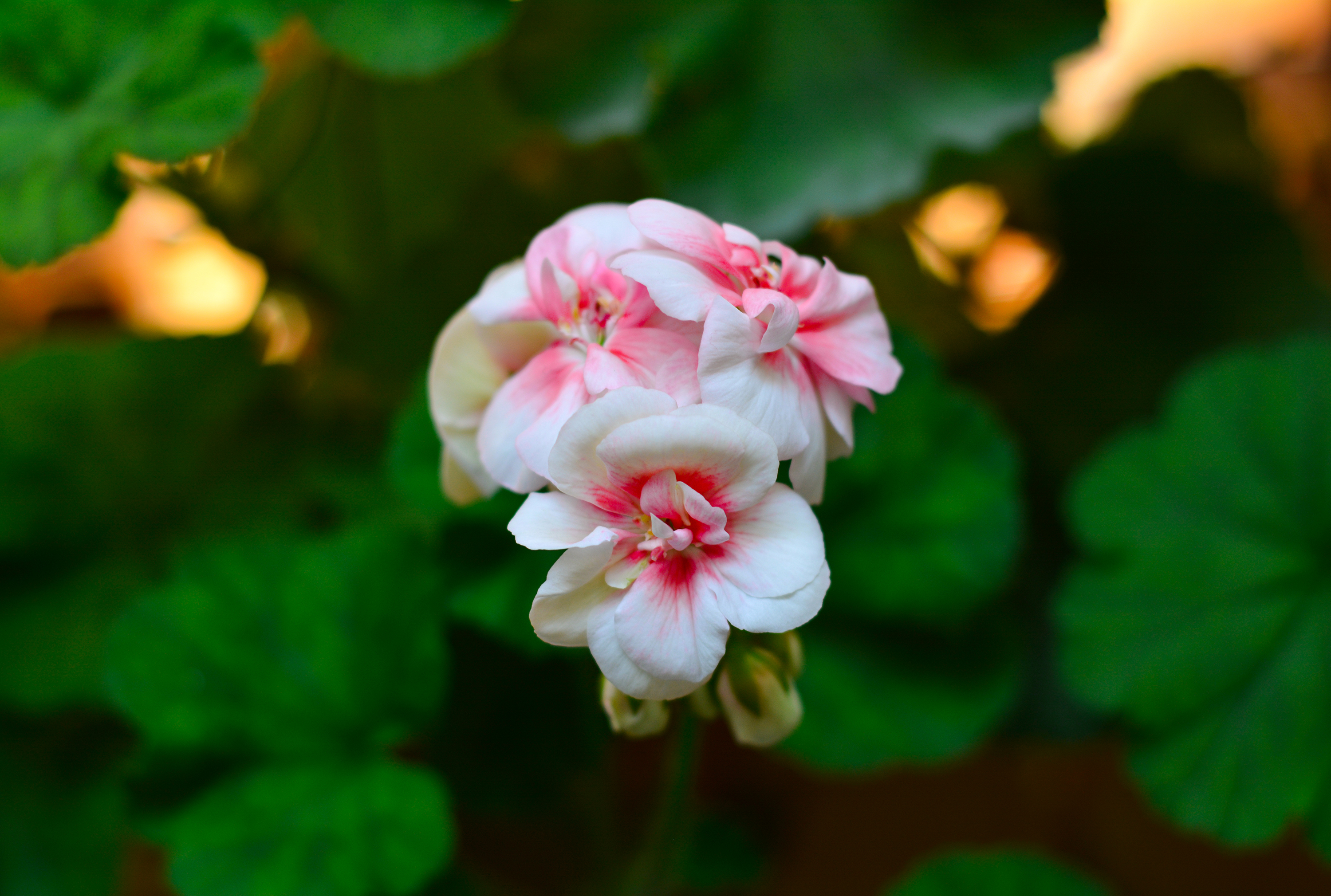 湛江去云南旅游怎么省钱,云南旅游自由行省钱攻略