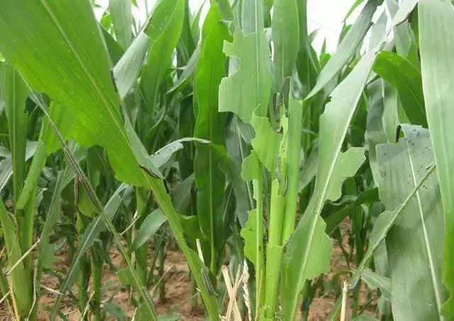 玉米种植的方法与技术,青储玉米的种植方法和技巧