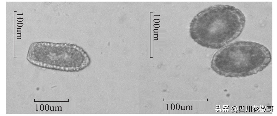 花椒锈病打什么药好得快,花椒锈病