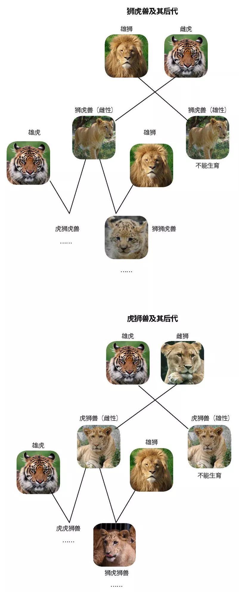 全国首只虎狮虎兽,老虎为什么喜欢狮虎兽