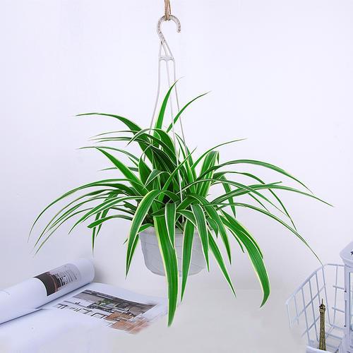 花卉吊兰100种,吊兰绿植盆栽第一名