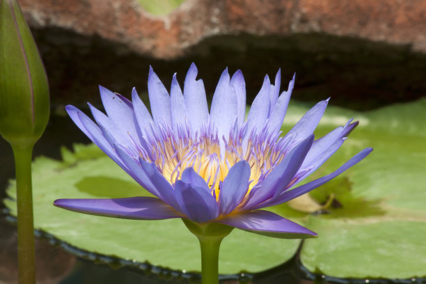 睡莲养在水缸里每年要翻盆吗,睡莲缸冬天翻盆鱼虾怎么办