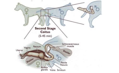 狗子在交配时为什么会被“锁”住，这到底是怎么回事？