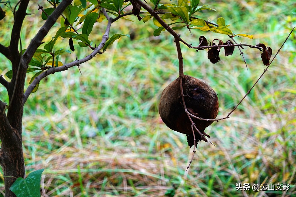 索尼黑卡二怎么拍,索尼黑卡2大光圈拍视频