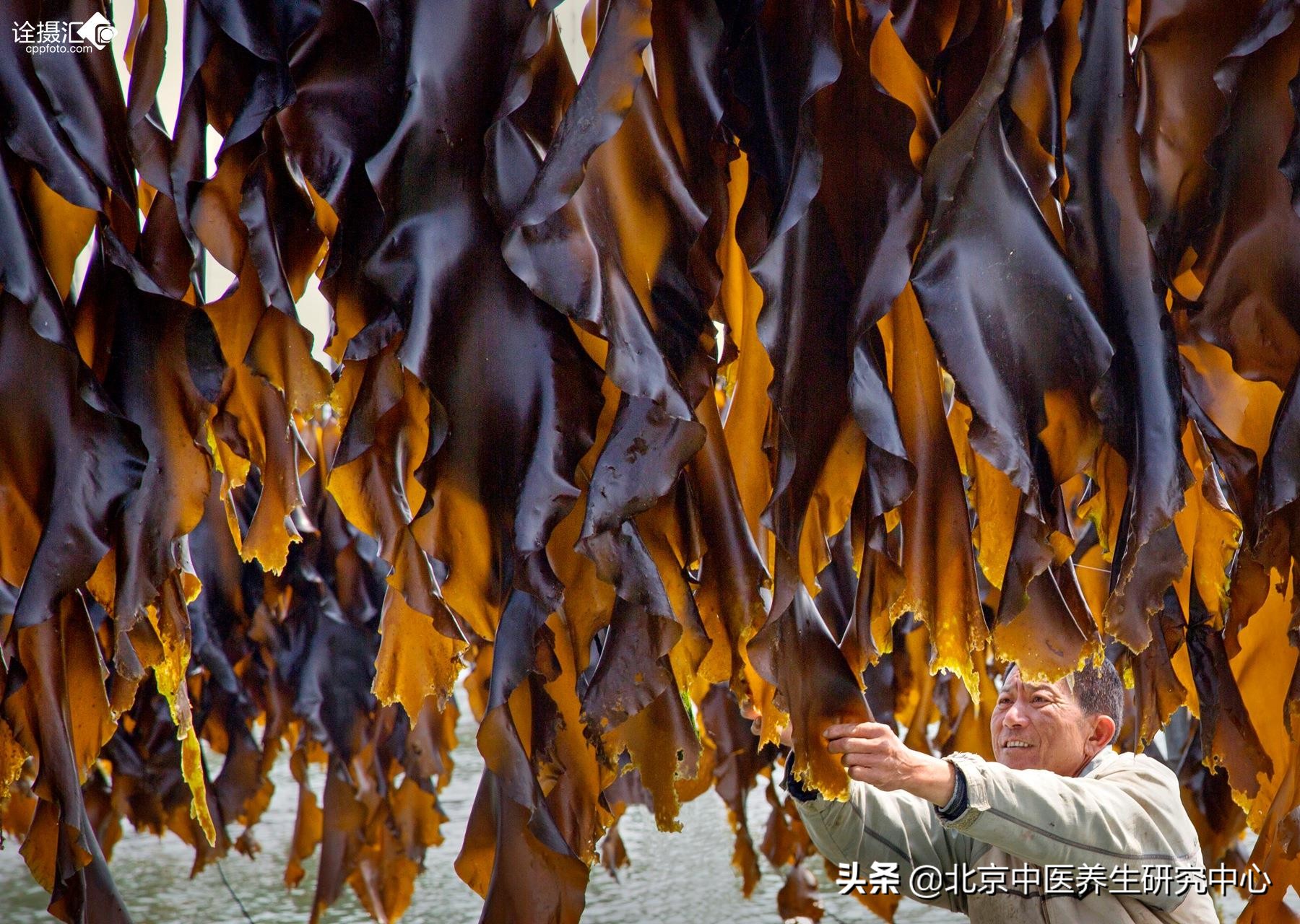中药里的海带是治疗什么的,中药海带海藻的功效