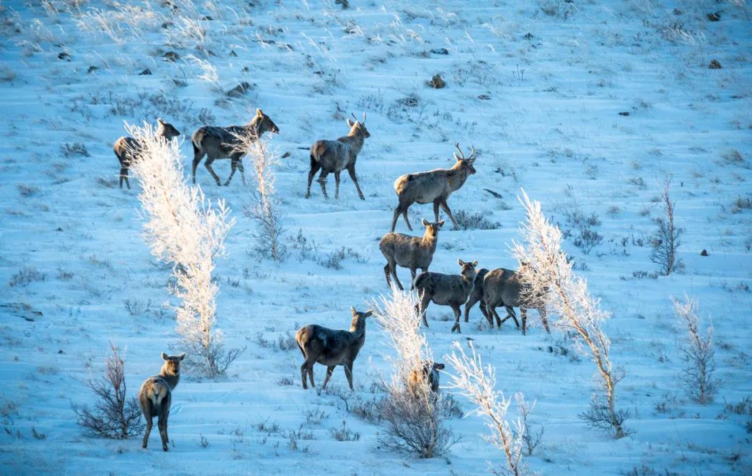 内蒙古赤峰属于东北吗,赤峰东北还是华北
