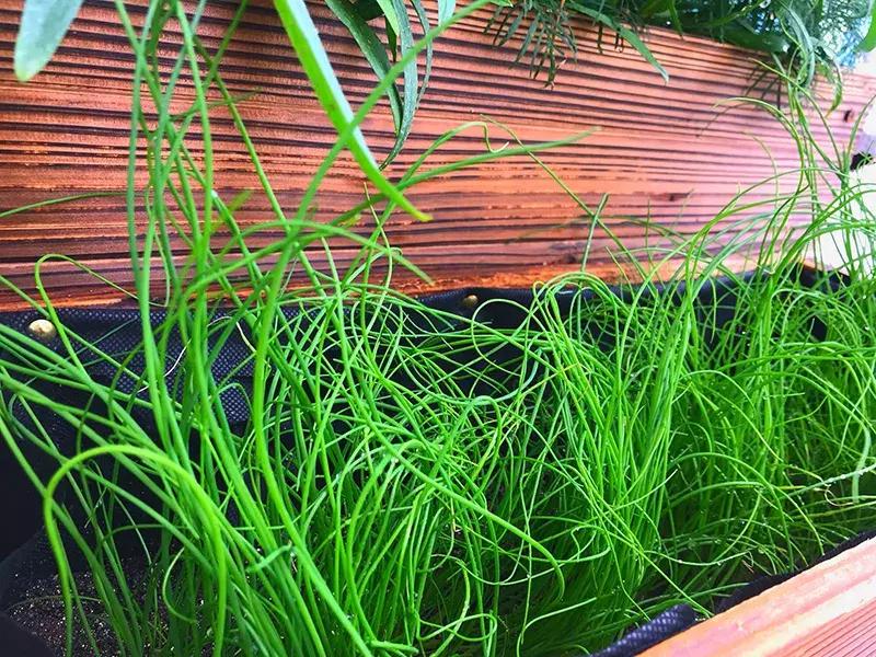 可以调味增香的蔬菜,让你越吃越香的蔬菜