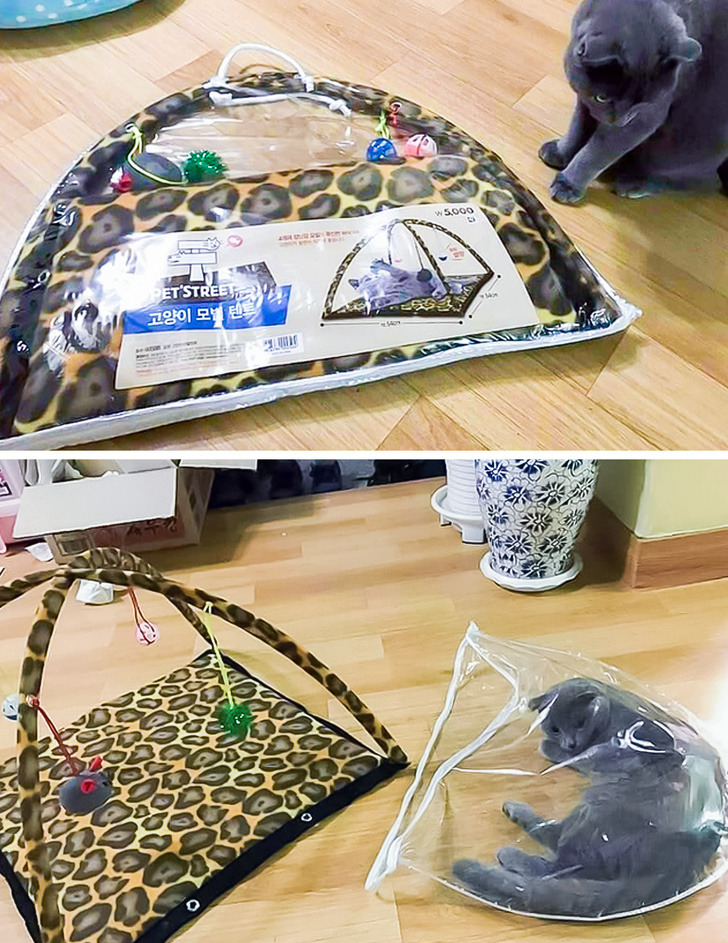 弱弱的问一句还可以吗怎么回,猫咪傻的表现是什么