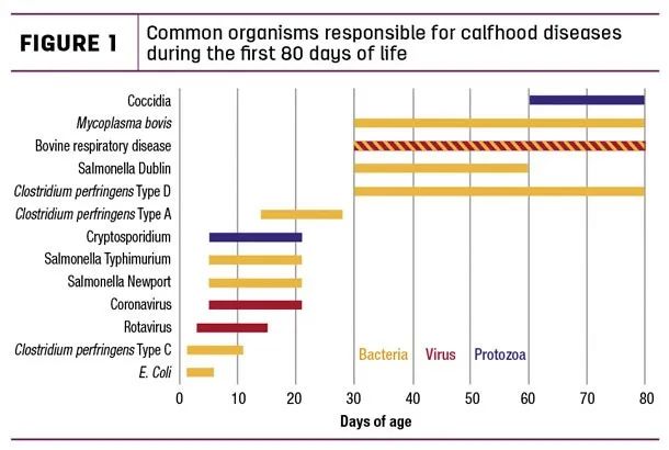 益生菌在预防犊牛腹泻中起重要作用