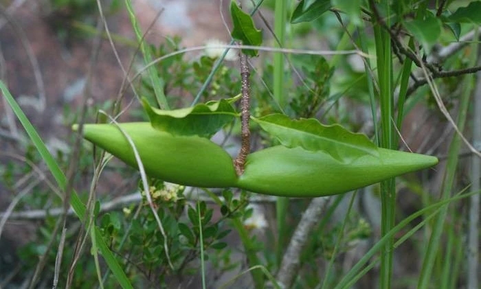 25种常见有毒的花草树木,警惕50种有毒植物
