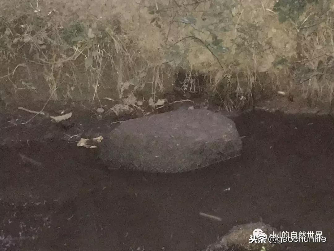 草龟难养,养草龟笔记