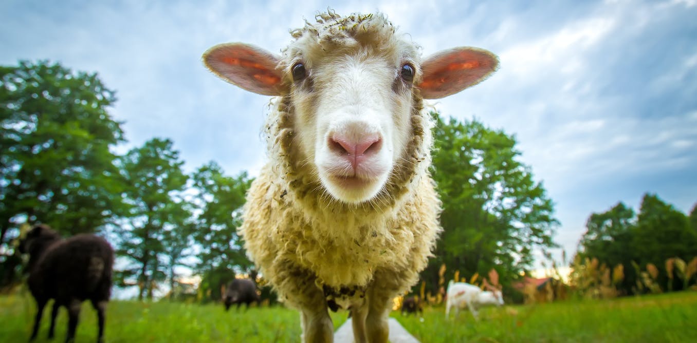 绵羊的外形特征介绍,绵羊的外貌特征视频