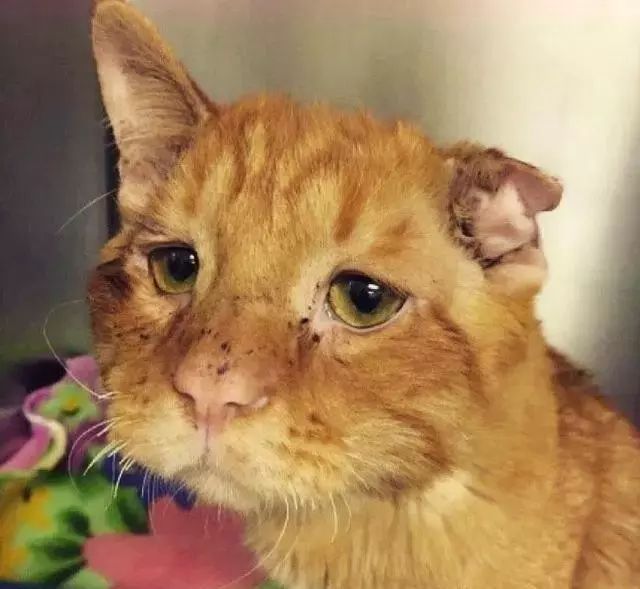 苦瓜脸的喵星人,苦瓜脸猫咪