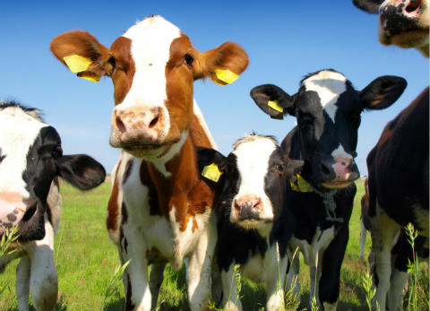 奶牛习惯性流产怎么预防,奶牛隐性流产