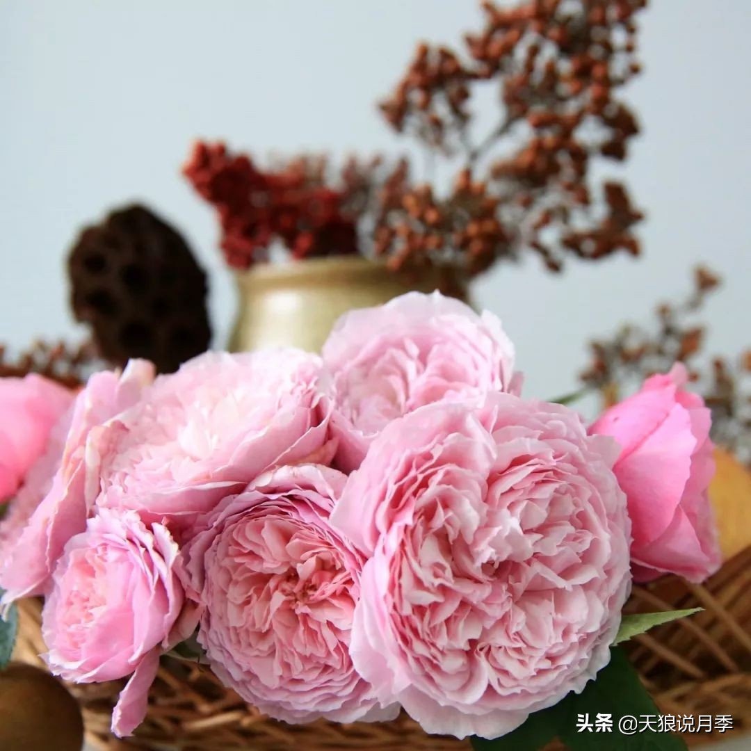 四月最浪漫的蔷薇花,最浪漫的四月花