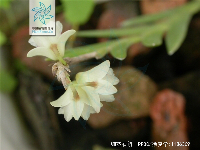 中药材铜丝草,中药材绶草