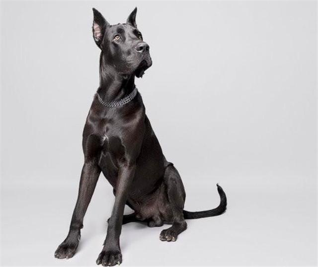 世界上最大的狗但是一点也不凶猛,你知道世界上最大的狗有多大吗