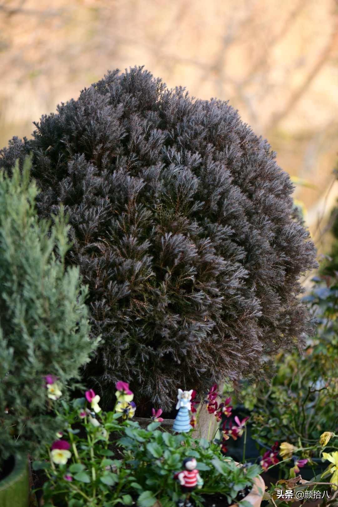 零下9度来袭，花园里的绿色是那么动人|园丁