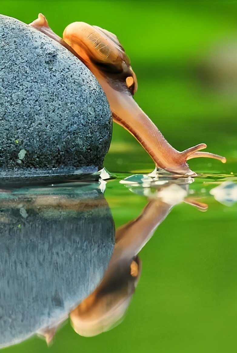 各种各样的蜗牛简单的,各种各样的蜗牛视频